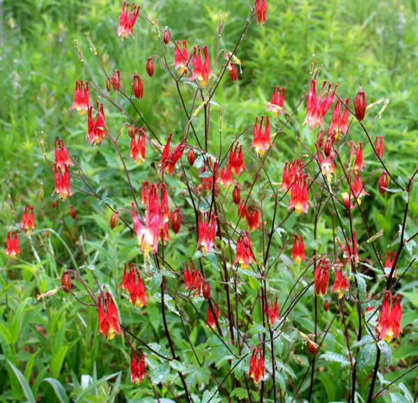 Plant Clues Quality Trivia